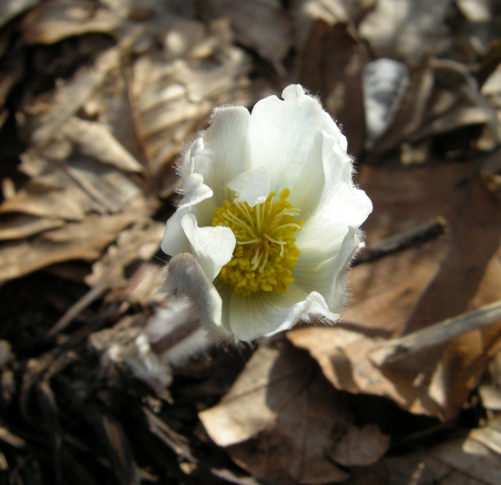 Pulsatilla alpina